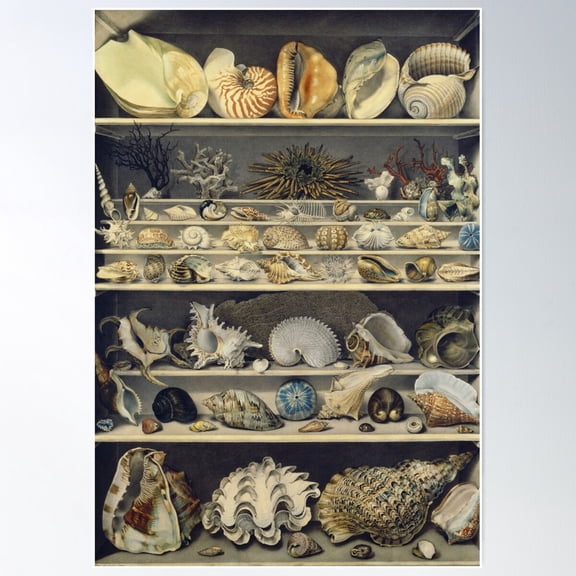 Alexandre Isidore Leroy De Barde - Choix De Coquillages Poster Wall Art, Modern Wall Decor For Living Room Bedroom, 12x18 UNFRAMED