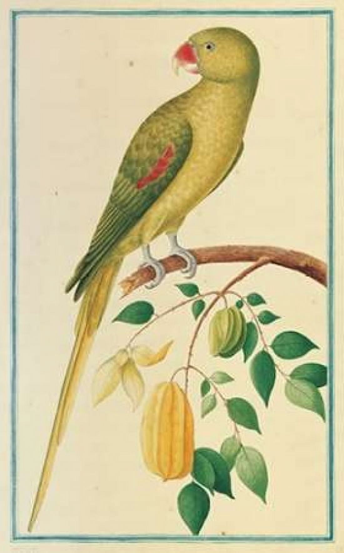 Alexandrine Parakeet Left facing Canvas Art - Pieter De Bevere (12 x 18)