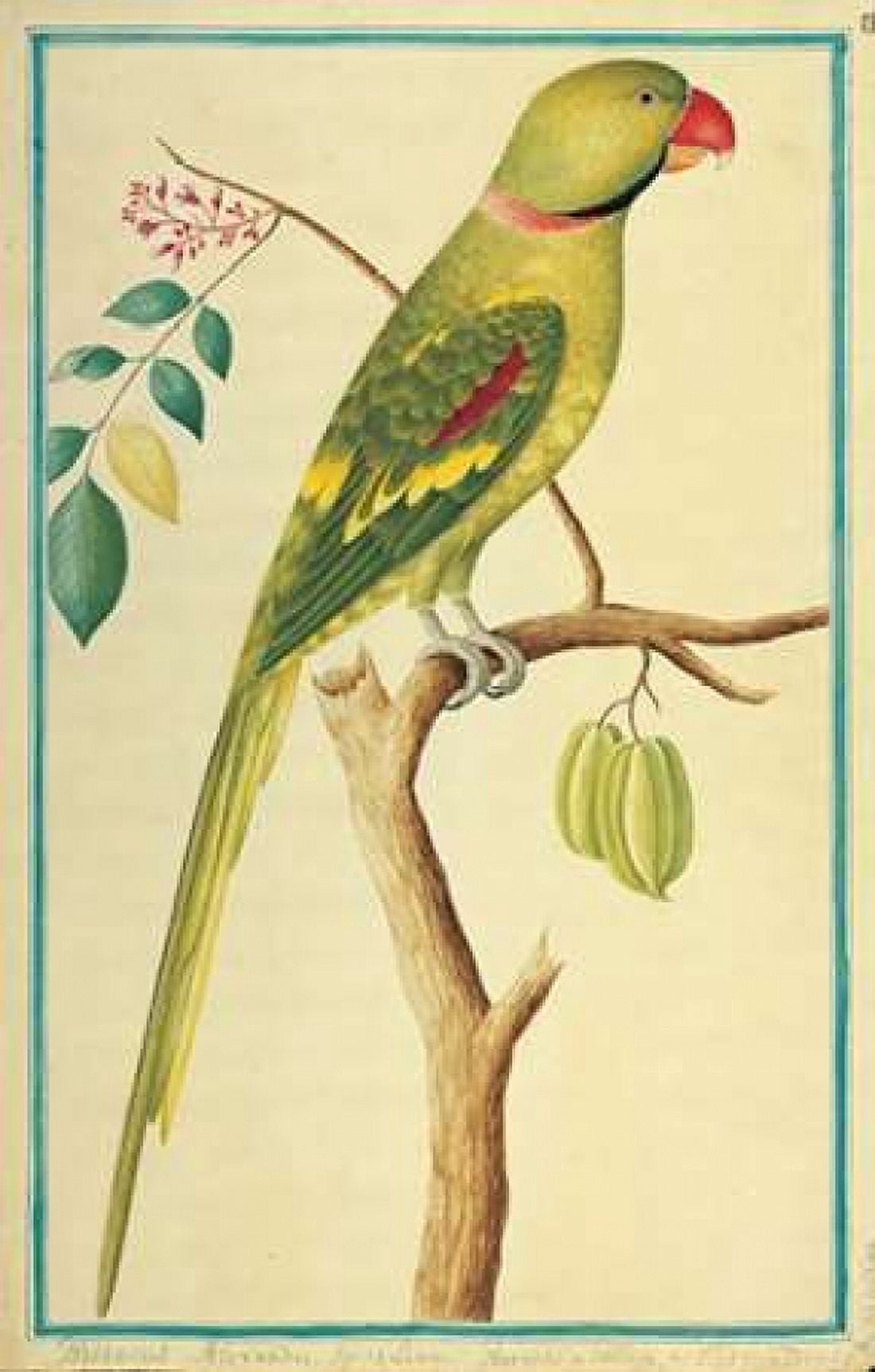 Alexandrine Parakeet Right facing Canvas Art - Pieter De Bevere (12 x 18)
