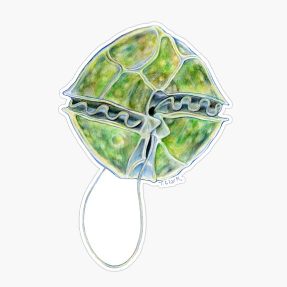 Alexandrium Fundyense Ocean Micro Life Sticker