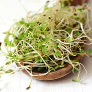 Alfalfa Organic Sprouting Seeds by Sustainable Seed Company - 25 Lb Bulk - Non-GMO - For Sprouts