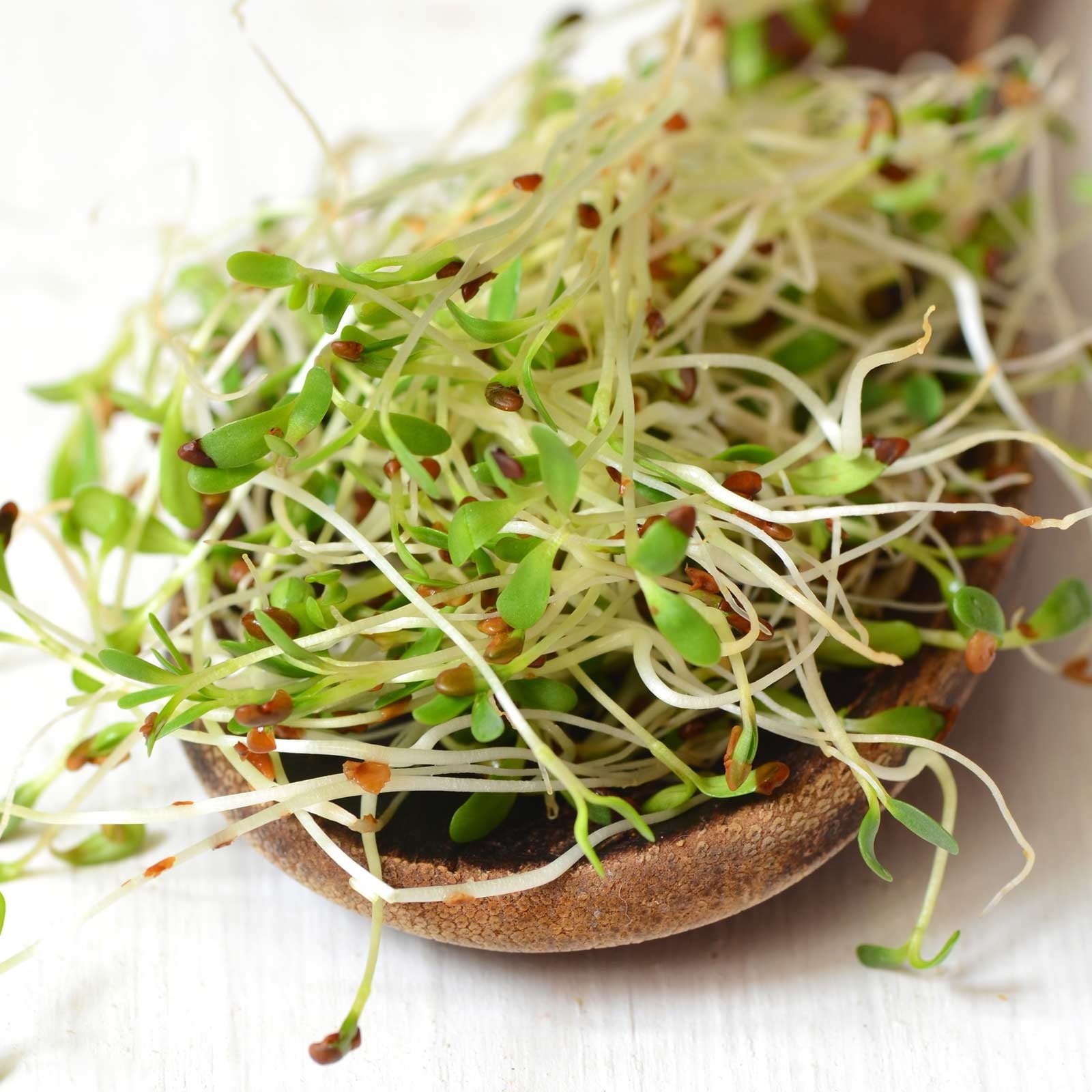 Alfalfa Organic Sprouting Seeds by Sustainable Seed Company - 5 Lb - Non-GMO - Bulk Seed For Sprouts