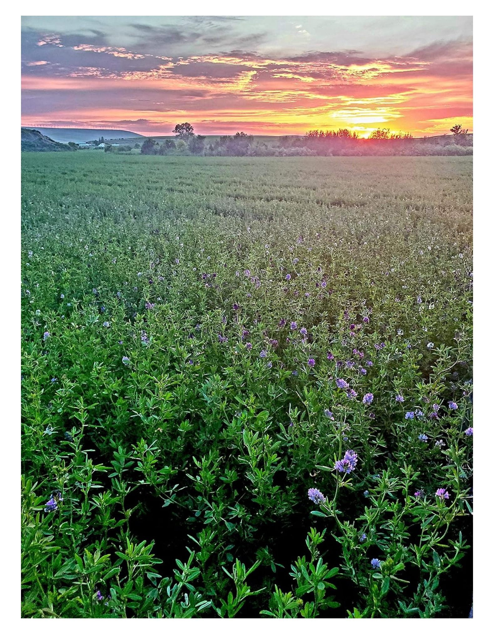Alfalfa Seed Farmer Direct Certified Clean Alfalfa Seeds High
