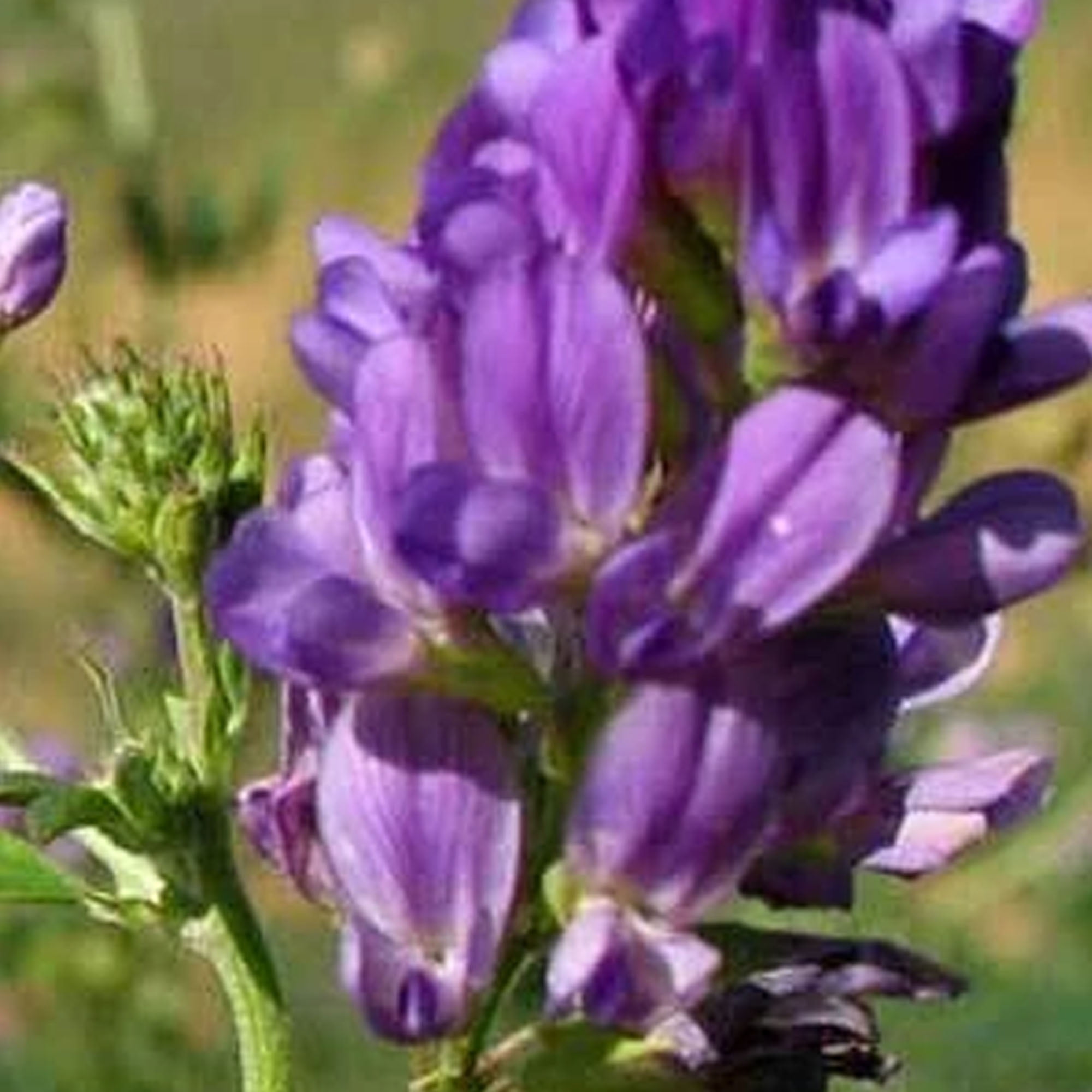 Alfalfa Seeds - 1 OZ ~12,000 Seeds - Non-GMO Farm & Garden Cover