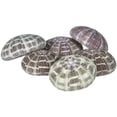 thumbnail image 1 of Alfonso Sea Urchins | 6 Large Alphonse Urchin Shells 2 1/2"-3", 1 of 5