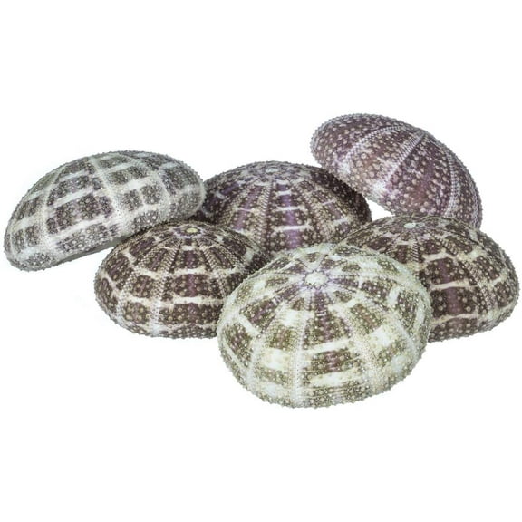 Alfonso Sea Urchins | 6 Large Alphonse Urchin Shells 2 1/2"-3"