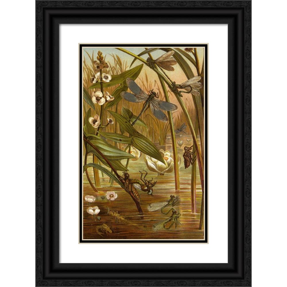Alfred Edmund Brehm 17x24 Black Ornate Framed Double Matted Museum