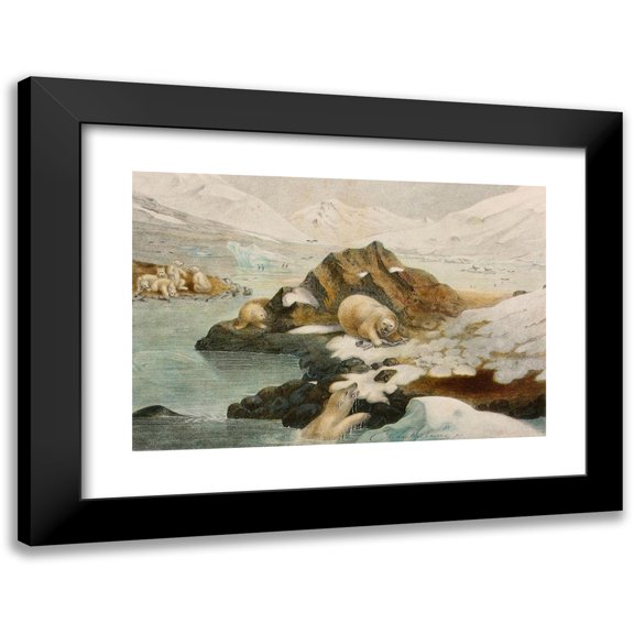 Alfred Frédol 14x11 Black Modern Framed Museum Art Print Titled - White Bear (1866)