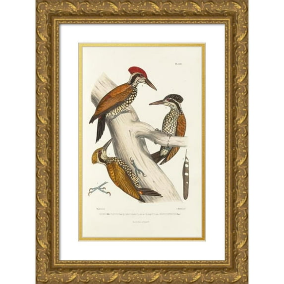 Alfred Malherbe 11x14 Gold Ornate Wood Frame and Double Matted Museum Art Print Titled - Monograph of Picidae Pl04 (1861-1862)