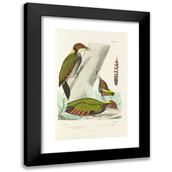 Alfred Malherbe 13x18 Black Modern Framed Museum Art Print Titled - Monograph of Picidae Pl12 (1861-1862)