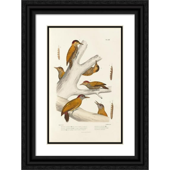 Alfred Malherbe 13x18 Black Ornate Wood Framed Double Matted Museum Art Print Titled - Monograph of Picidae Pl01 (1861-1862)