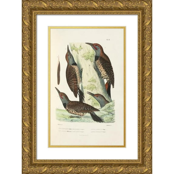 Alfred Malherbe 13x18 Gold Ornate Wood Frame and Double Matted Museum Art Print Titled - Monograph of Picidae Pl39 (1861-1862)