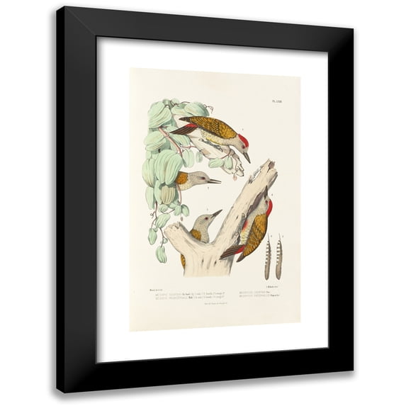 Alfred Malherbe 17x24 Black Modern Framed Museum Art Print Titled - Monograph of Picidae Pl02 (1861-1862)