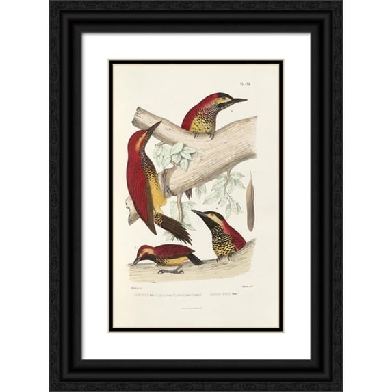 Alfred Malherbe 17x24 Black Ornate Framed Double Matted Museum Art Print Titled: Monograph of Picidae Pl41 (1861-1862)