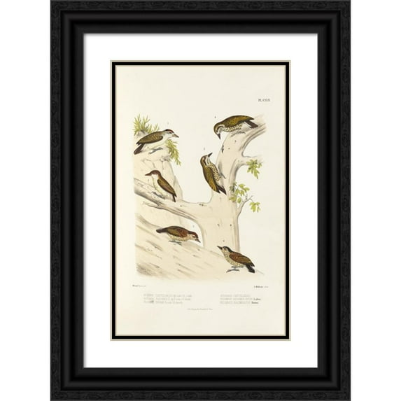 Alfred Malherbe 17x24 Black Ornate Framed Double Matted Museum Art Print Titled: Monograph of Picidae Pl46 (1861-1862)