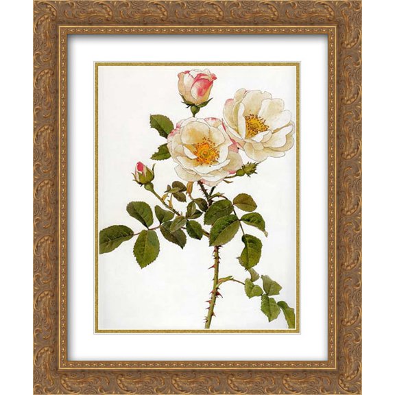Alfred Parsons 2x Matted 20x24 Gold Ornate Framed Art Print 'Rosa damascena rubrotincta'