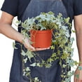 thumbnail image 1 of Algeriensis English Ivy Hedera Glacier Variegata - Live Air-Purifying Indoor Plant in Nursery Pot – Easy Care, Low Maintenance Houseplant for Home & Office Decor, Natural Air Cleaner, Best for, 1 of 13