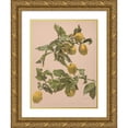 thumbnail image 1 of Alice Bailly 19x24 Gold Ornate Framed and Double Matted Museum Art Print Titled - Lemonal Watercolor, 1 of 4