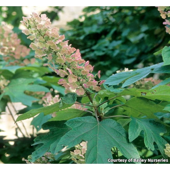 Alice Oakleaf Hydrangea - 3 Gallon Shrub