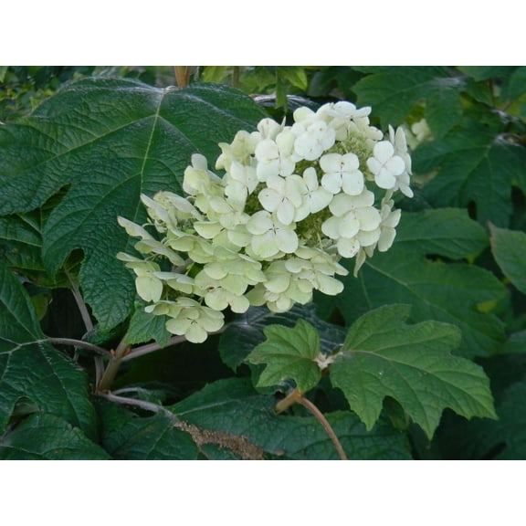 Alice Oakleaf Hydrangea-Deciduous Shrub-Stunning Foliage and Flowers  3 Gallon