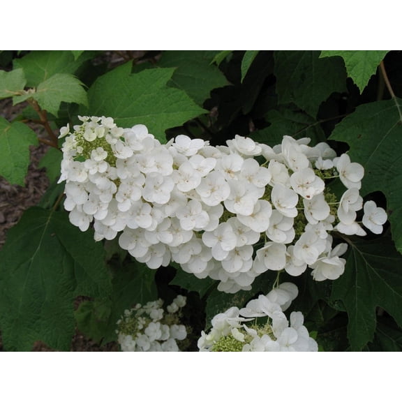 Alice Oakleaf Hydrangea - Hydrangea quercifolia - 4" pot - White Blooms
