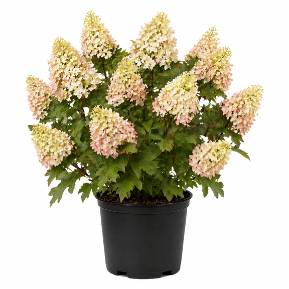 Alice Oakleaf Hydrangea  Large White Flowering Shrub with Bold Foliage