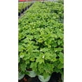 thumbnail image 1 of Alice Oakleaf Hydrangea, 1 of 3