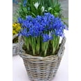 thumbnail image 1 of Alida Rockgarden Iris 20 Bulbs - 6/+ cm Bulbs - Very Hardy!, 1 of 4