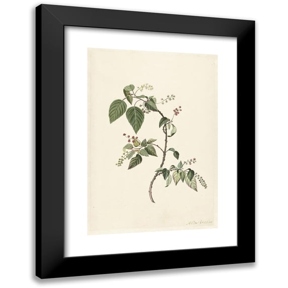 Alida Withoos 11x14 Black Modern Framed Museum Art Print Titled - Branch of a Redcurrant (1670 - 1715)