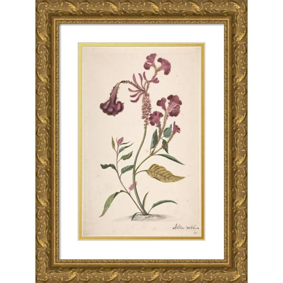 Alida Withoos 13x18 Gold Ornate Wood Frame and Double Matted Museum Art Print Titled - Study of a Hanekam (Celosia Argtea)