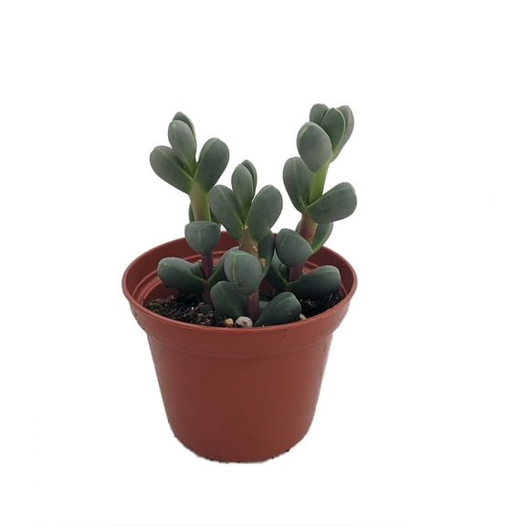 Alien Ice Plant - Delosperma lehmannii - 2.5" Pot - A Real Cool Succulent