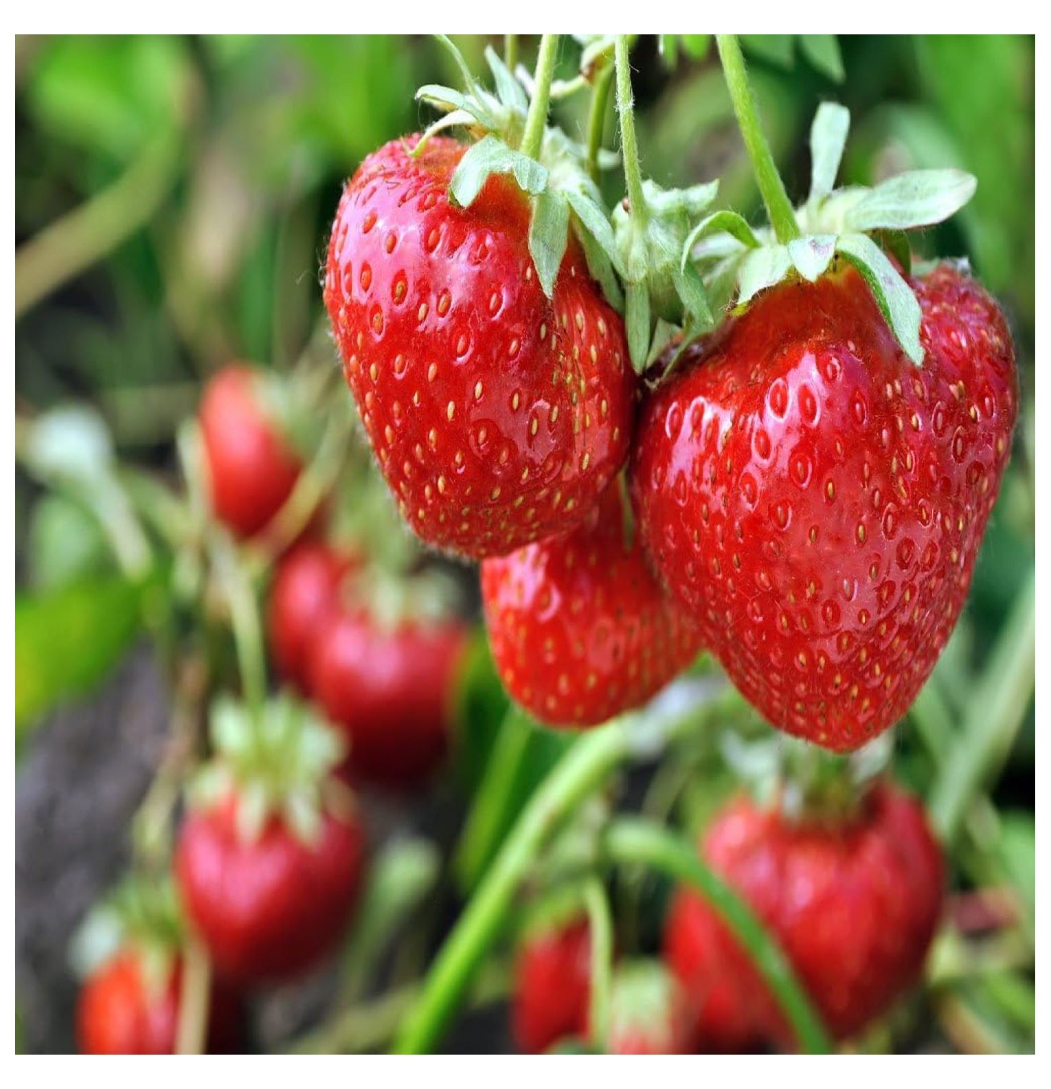 Alieon June Bearing Strawberry Plants Live for Planting, Non GMO, Ready