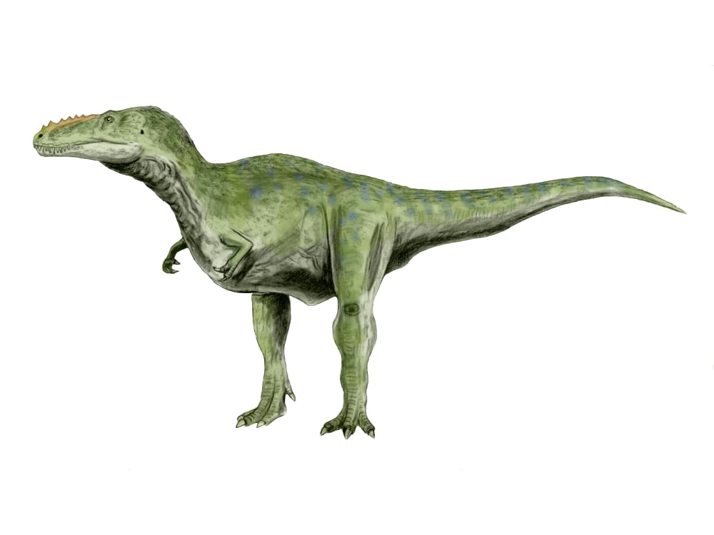 Alioramus dinosaur Canvas Art - Nobumichi TamuraStocktrek Images (33 x 25)