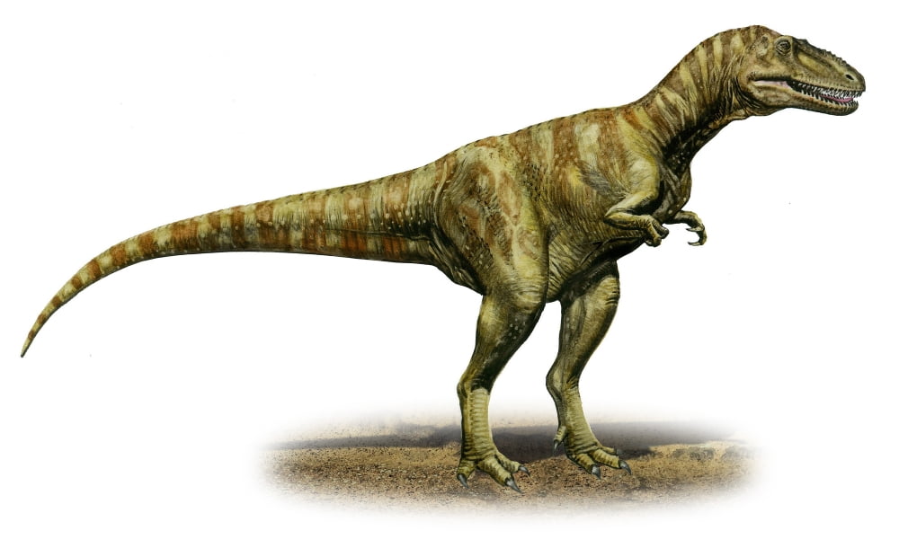 Alioramus remotus a prehistoric era dinosaur Canvas Art - Sergey KrasovskiyStocktrek Images (18 x 11)