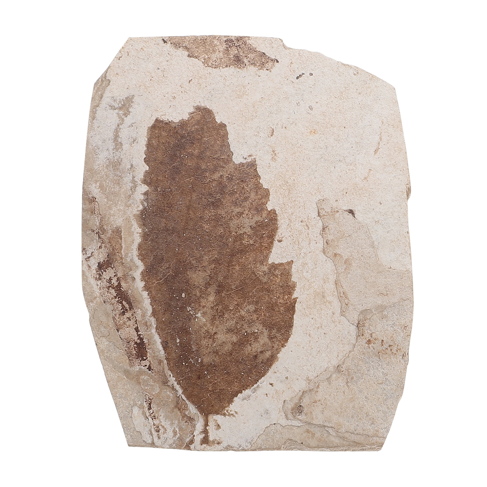 Alipis Science Teaching Fossilized Leaf Natural Leaf Collection ...