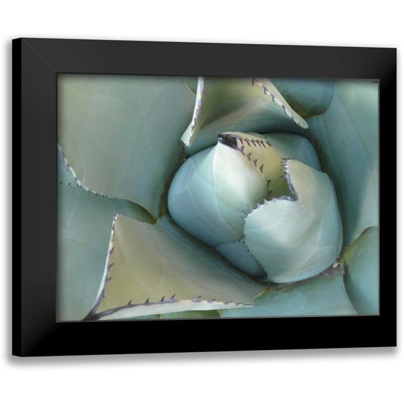 Alison Jerry 24x19 Black Modern Framed Museum Art Print Titled - Agave Detail III