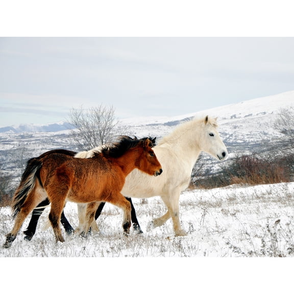 Aljabakphoto Horses Sar Mountains Kosovo Photo Extra Large XL Wall Art Poster Print