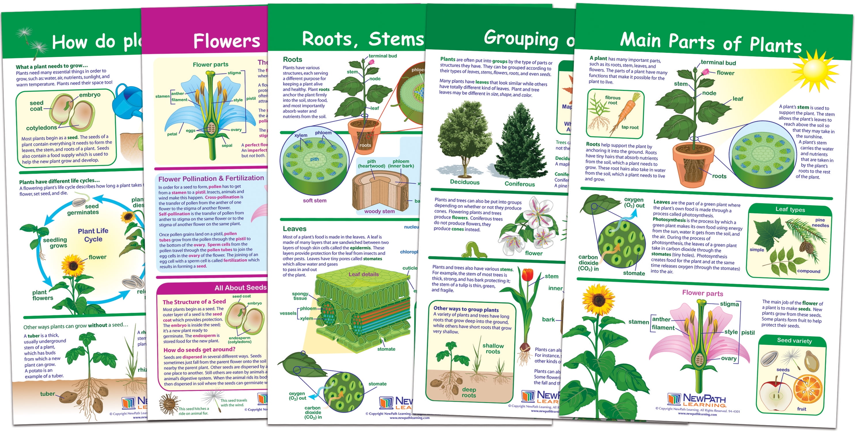 NEWPATH LEARNING All About Plants Bulletin Board Chart Set Set of 5