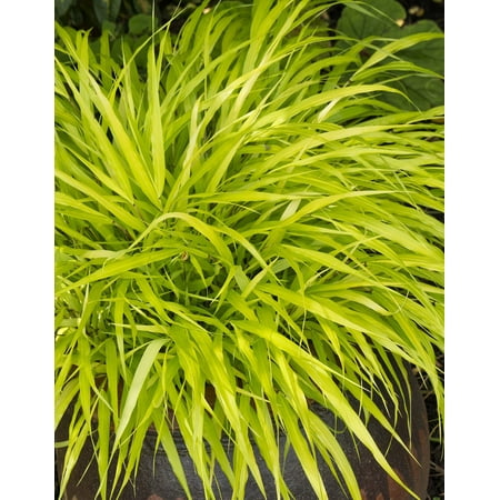 All Gold Japanese Forest Grass-Gallon Pot - Hakonechloa macra Aureola-Shade Lover