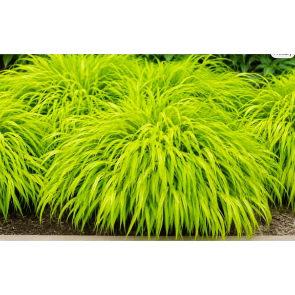 All Gold Japanese Forest Grass Live Plants, 25 Count, Bare Root