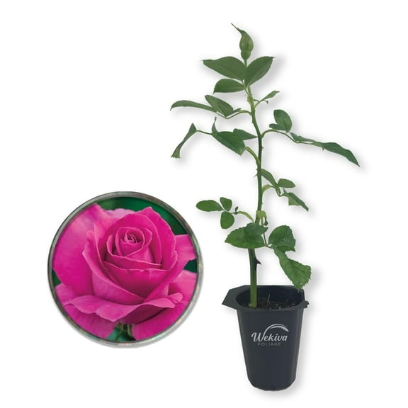 All My Loving Rose Bush - Live Starter Plant in a 2 Inch Growers Pot - Beautifully Fragrant Hybrid Tea Rose - A Versatile Beauty with Large Blooms