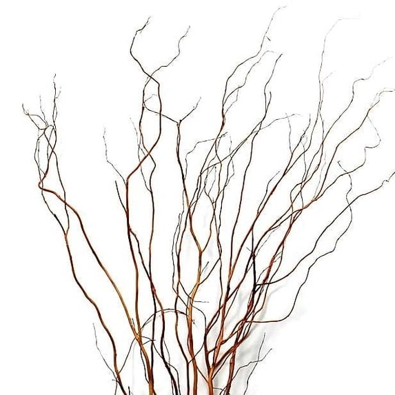 All Natural Curly Willow Branch Tips 12-30 Inches Long - Great for Crafts, Decoration, Vase Filler, Wedding or Event Decor (60 Branches)