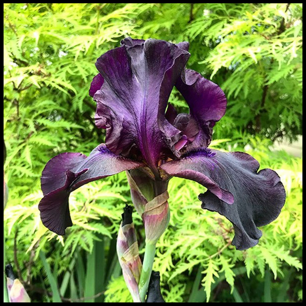 Bearded Iris Bulbs Iris Tubers Iris Plants Bulbs Iris Plants Iris Bulbs