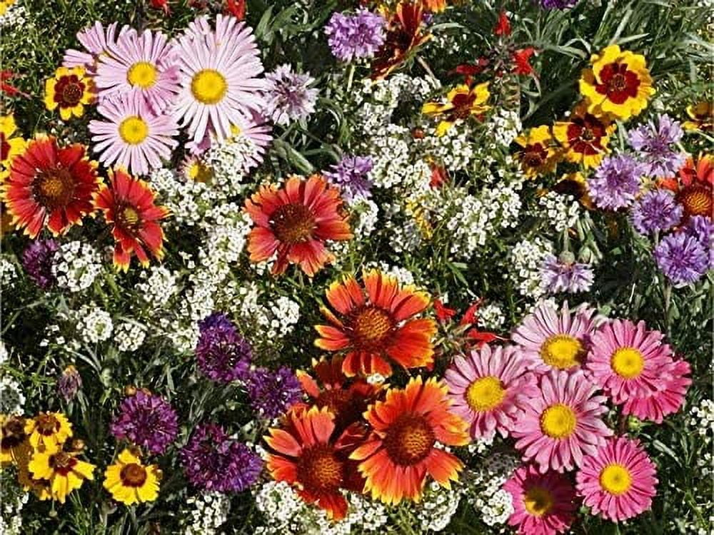 All Perennial Wildflower Seeds to Plant Easy to Grow