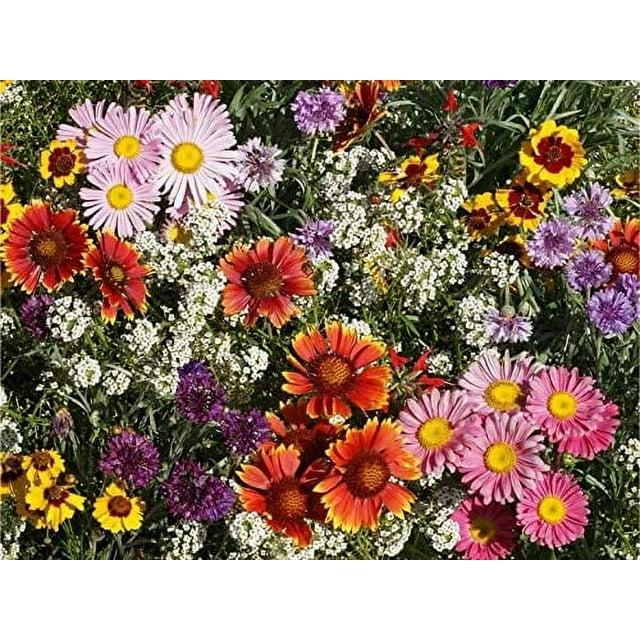 All Perennial Wildflower Seeds to Plant Easy to Grow
