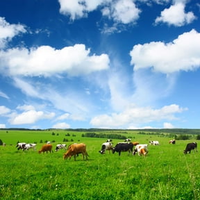 All Purpose Pasture Seed Mix - 50 LBS