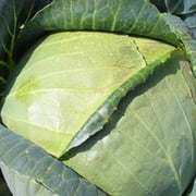 All Seasons Cabbage Seeds 1 g ~300 Seeds - Heirloom, Non-GMO Vegetable Gardening & Microgreens Seeds - AKA: Vandergaw, Novelty