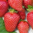 thumbnail image 1 of All Star Strawberry (Fragaria) Dormant Bare Root Starter Fruiting Plants (25-Pack), 1 of 2