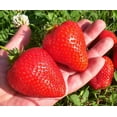 thumbnail image 1 of All Star Strawberry Plants - Grow Giant Strawberries - Bare Root Plants - No Ship to California (5 Strawberry Plants), 1 of 2