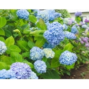 All Summer Beauty Hydrangea - Live Plant ( 1 QT )